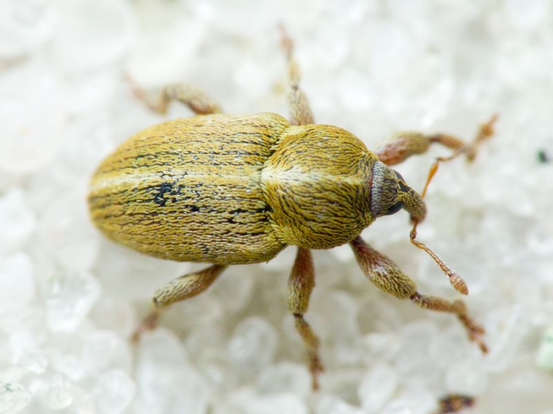 Tychius trivialis Boheman, 1843